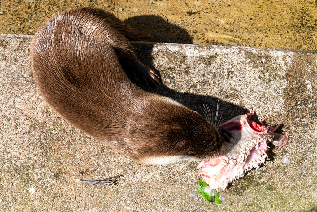 Photography by Chris Allington